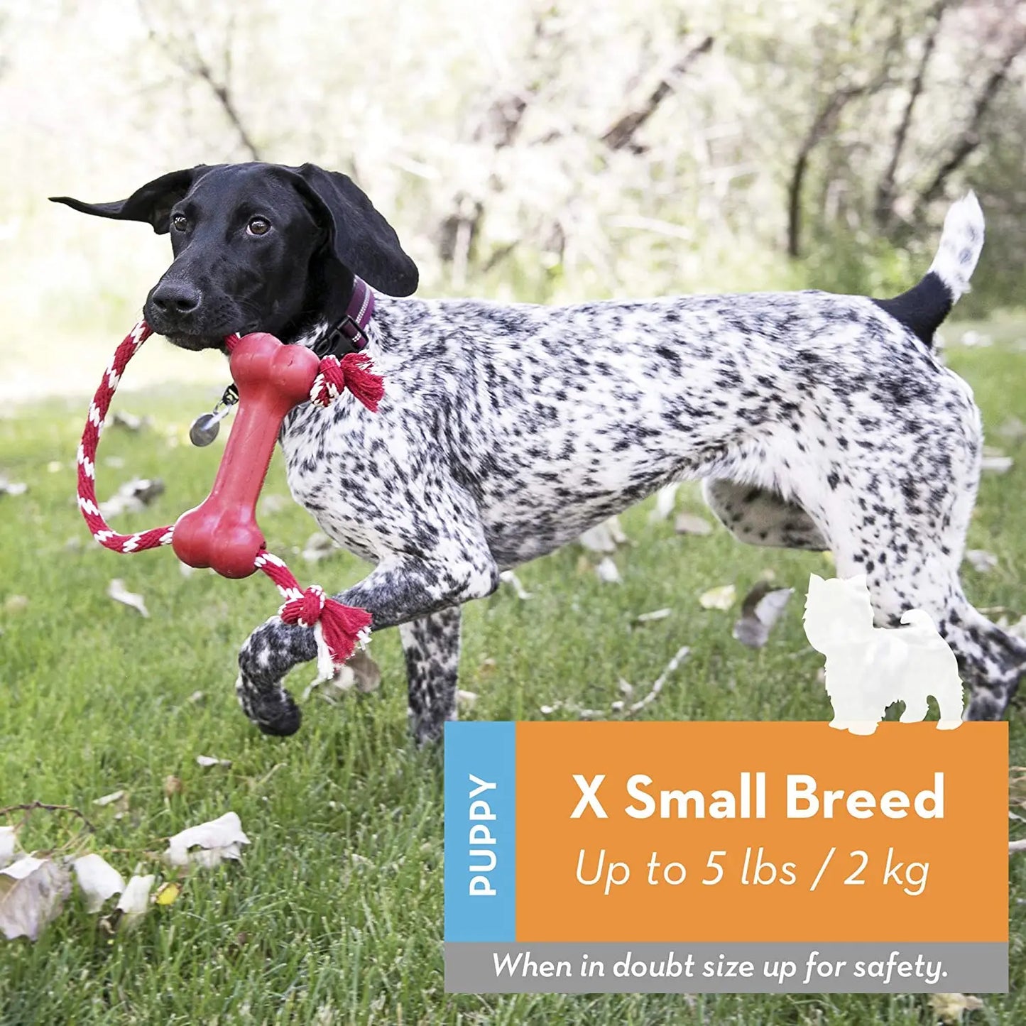 KONG - Puppy Goodie Bone with Rope - Teething Rubber, Teeth Cleaning Dog Toy - for X-Small Puppies